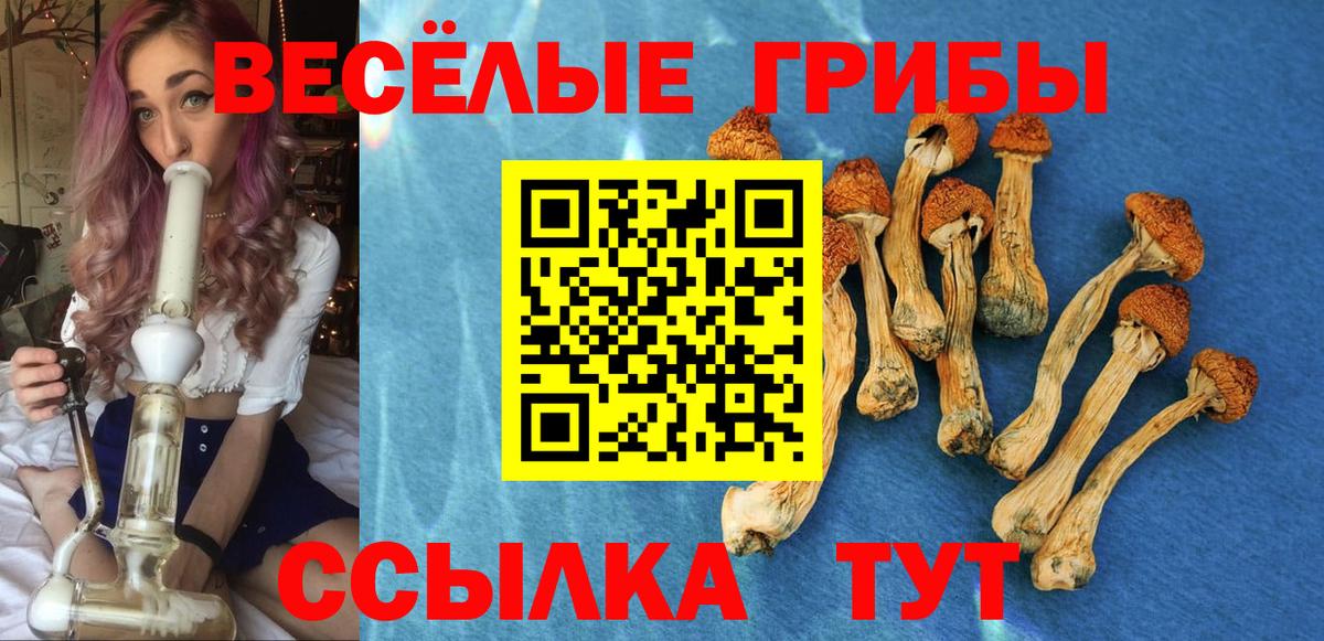 Псилоцибиновые грибы Psilocybine cubensis Новочебоксарск
